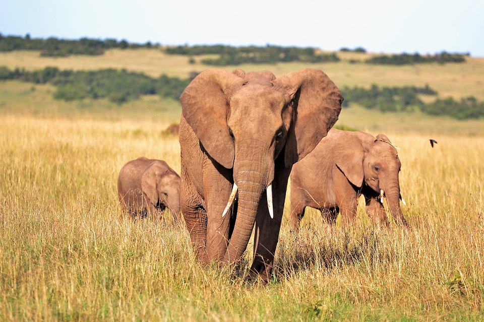 : Elefanter i naturen 