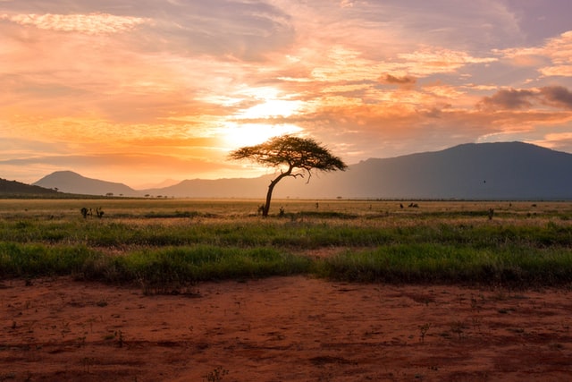 Tag på ferie i Afrika og oplev savannen